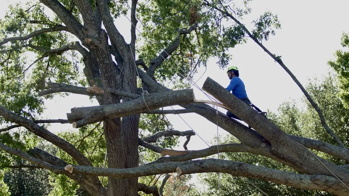 Professional Crown Thinning performed by certified arborists in Newmarket
