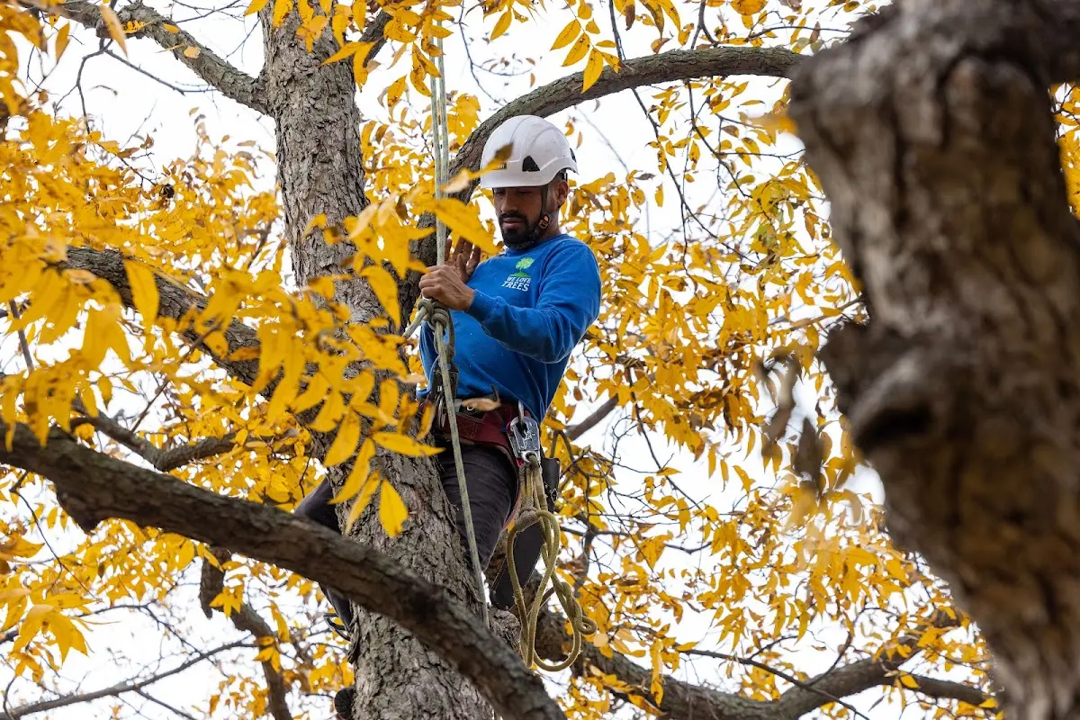 Skilled Tree Pruning crew working in Newmarket